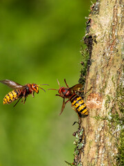 Hornisse (Vespa crabro)