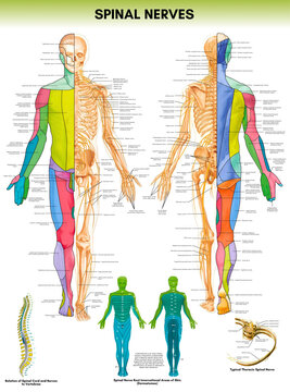 Spinal Nerves Chart Anatomy Human Biology poster Medical Student Poster Spinal Nerves anatomical poster Dermatomes Vital Organs anatomy wall poster