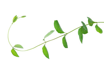 Honeysuckle vine © XU