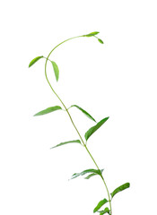 Fototapeta premium Honeysuckle vine