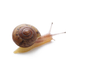Snail