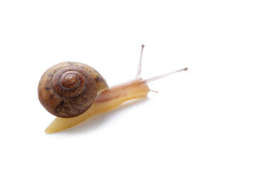 Snail