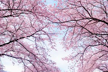 Cherry blossoms are in full bloom
