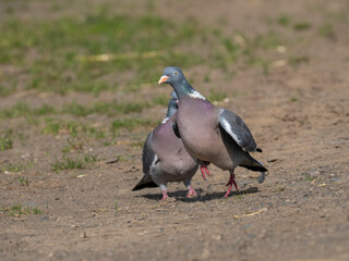 Ringeltaube (Columba palumbus)