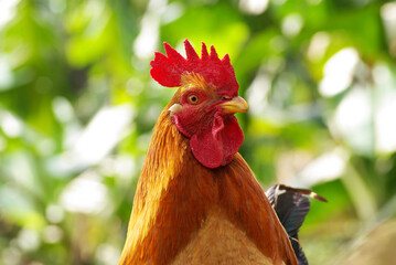 cock