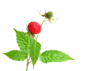 Wild strawberries red
