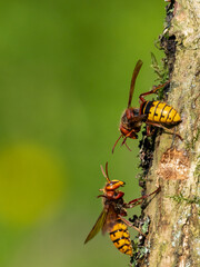 Hornisse (Vespa crabro)