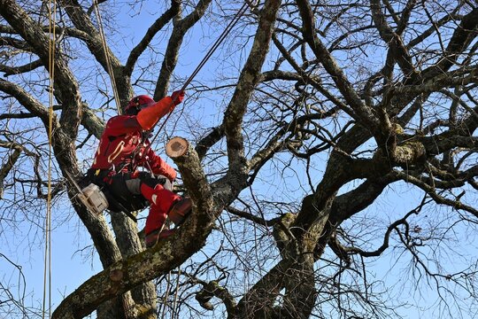 arboriste 26