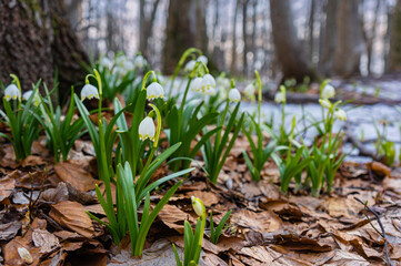 Blossom first spring flowers Leucojum vernum close-up in spring forest