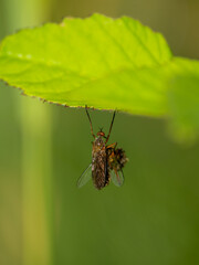 Hornisse (Vespa crabro)