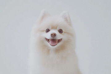 Fototapeta premium Cute dog photo, pet dog close-up