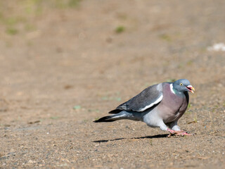 Ringeltaube (Columba palumbus)