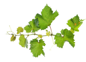 Grape vine