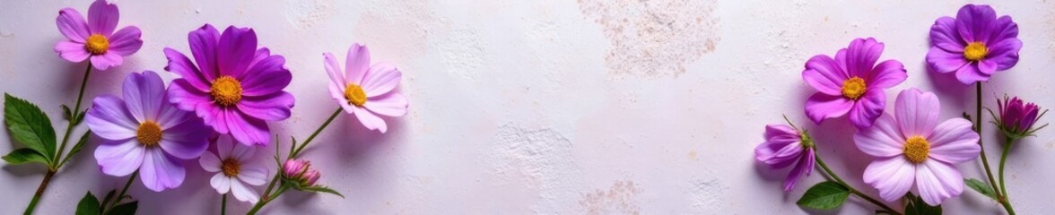 Obraz premium Aubrieta flowers in profusion on a light-colored stone surface, flowers, aubrieta, purple