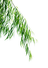 The branches and leaves of willow trees stand alone against a white background. © XU