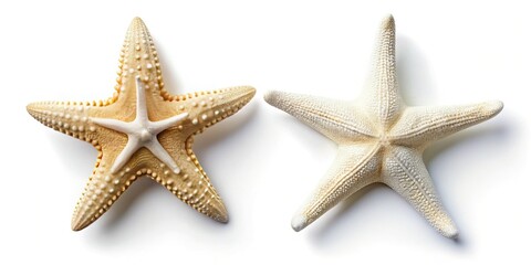 Two White Starfish on White Sand Beach Summer Vacation Flat Lay Top View