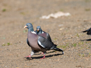 Ringeltaube (Columba palumbus)