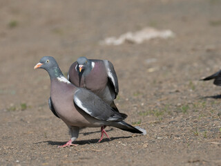 Ringeltaube (Columba palumbus)