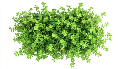 Fototapeta premium Fresh Thyme: A Vibrant Green Herb for Cooking and Gardening