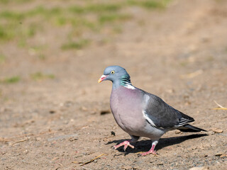 Ringeltaube (Columba palumbus)
