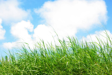 Fototapeta premium Green grassland against a blue sky background.
