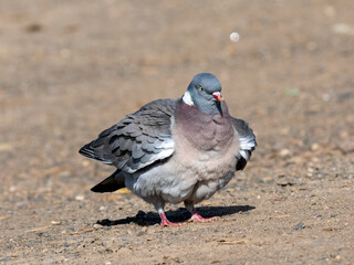 Ringeltaube (Columba palumbus)