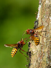 Hornisse (Vespa crabro)