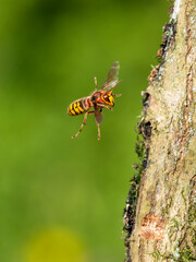 Hornisse (Vespa crabro)