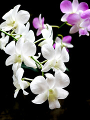 fresh white and purple orchid flowers