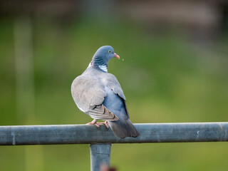 Ringeltaube (Columba palumbus)
