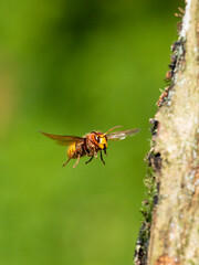 Hornisse (Vespa crabro)