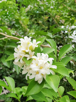 murraya paniculata, orange jasmine with green leaves background