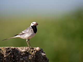 Bachstelze (Motacilla alba)