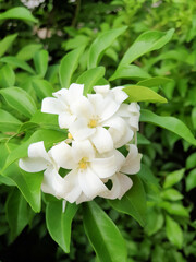 murraya paniculata, orange jasmine with green leaves background