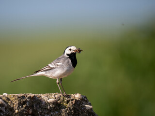 Bachstelze (Motacilla alba)