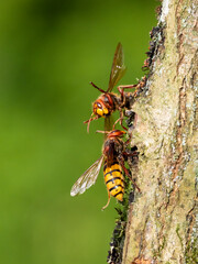 Hornisse (Vespa crabro)
