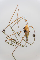 A chaotic, abstract close-up of lotus leaves.