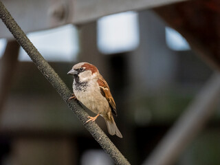 Haussperling (Passer domesticus)