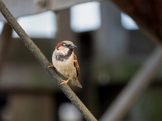 Haussperling (Passer domesticus)