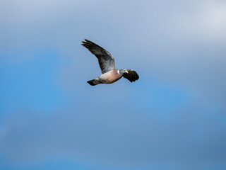 Ringeltaube (Columba palumbus)