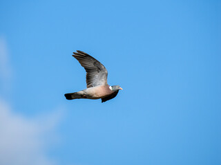 Ringeltaube (Columba palumbus)