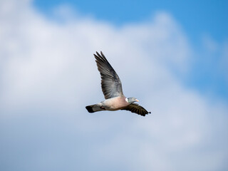 Ringeltaube (Columba palumbus)
