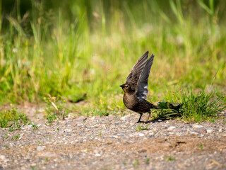 Star (Sturnus vulgaris)