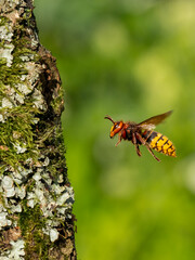 Hornisse (Vespa crabro)