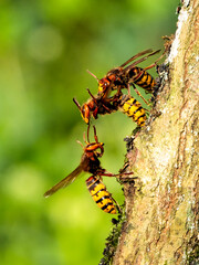 Hornisse (Vespa crabro)