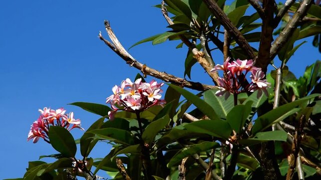 Pink Plumeria bloom on a tall tree with blue sky background on a tropical place, blown by the wind on a sunny day at the beach,Pink Kalachuchi bloom
