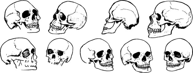 Collection of Skull Illustrations in Various Angles