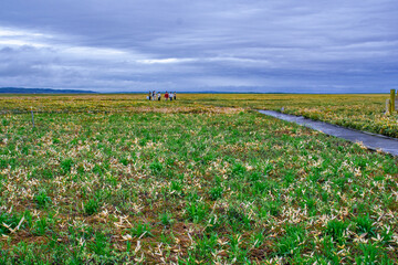 サロベツ原生花園