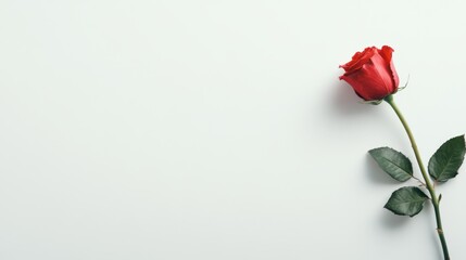 Single red rose on white background, minimal design, copy space, romantic greeting card