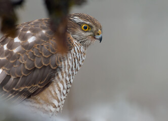 Close portrait of female Eurasian sparrowhawk (Accipiter nisus) sitting in ambush for sparrows 